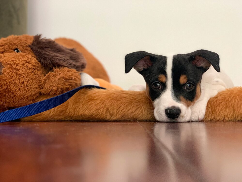 Are Pet Allergies Causing my Eczema? Verns Balancing Page